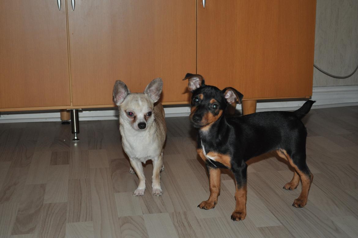 Blanding af racer Lille My<3 billede 9