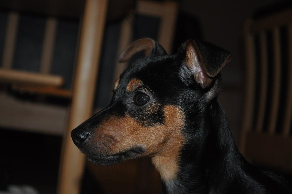 Blanding af racer Lille My<3 billede 10