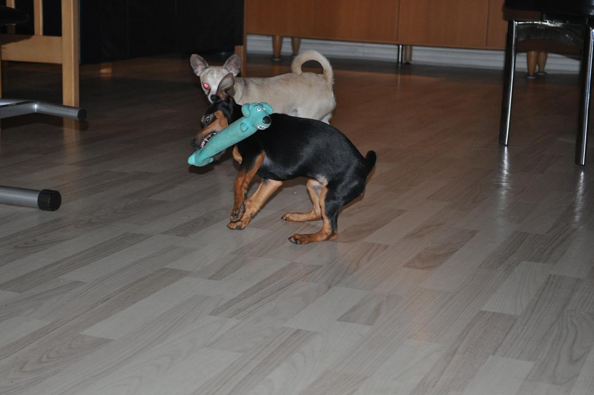 Blanding af racer Lille My<3 billede 11