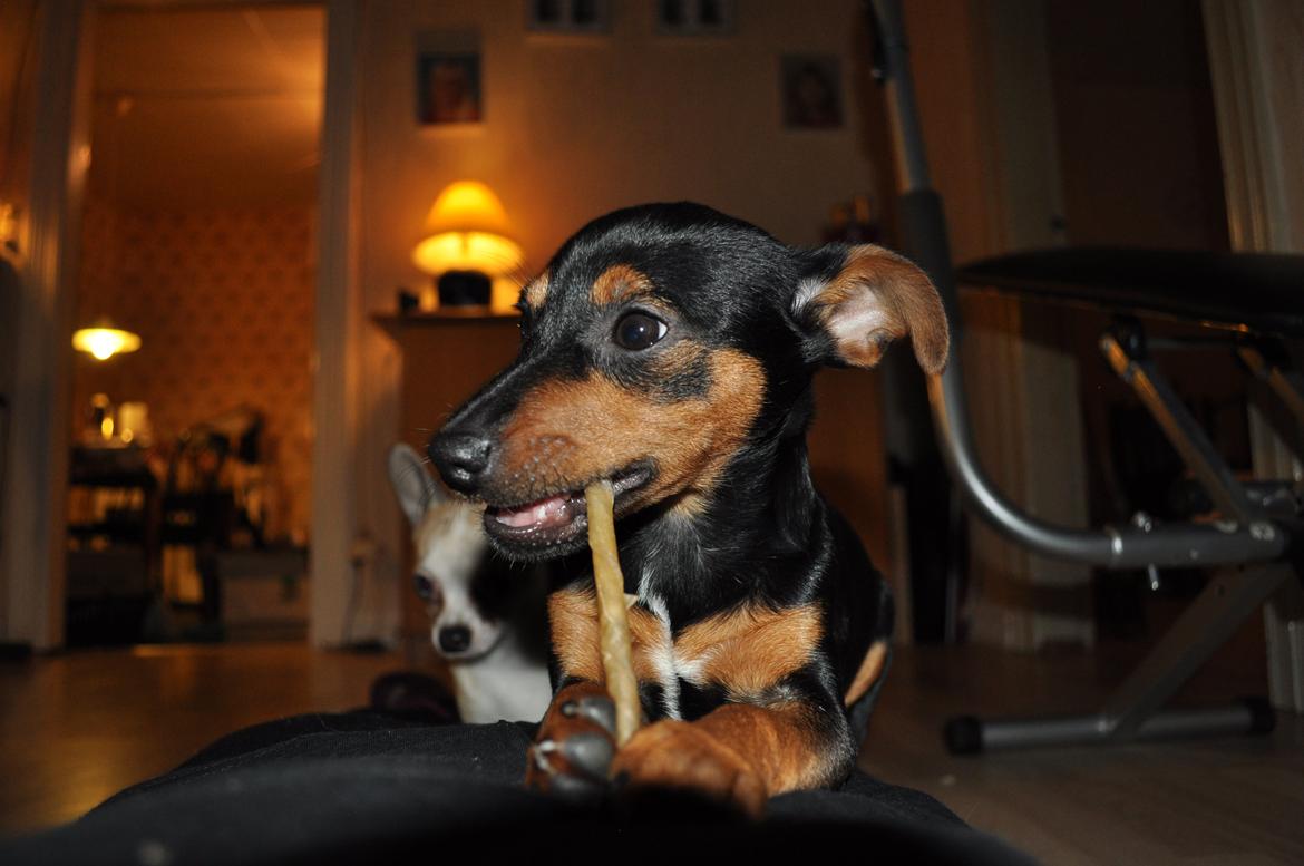 Blanding af racer Lille My<3 billede 12