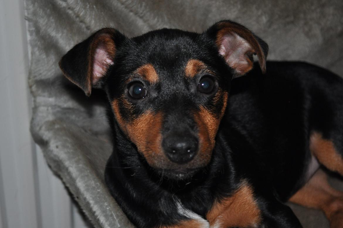 Blanding af racer Lille My<3 billede 13