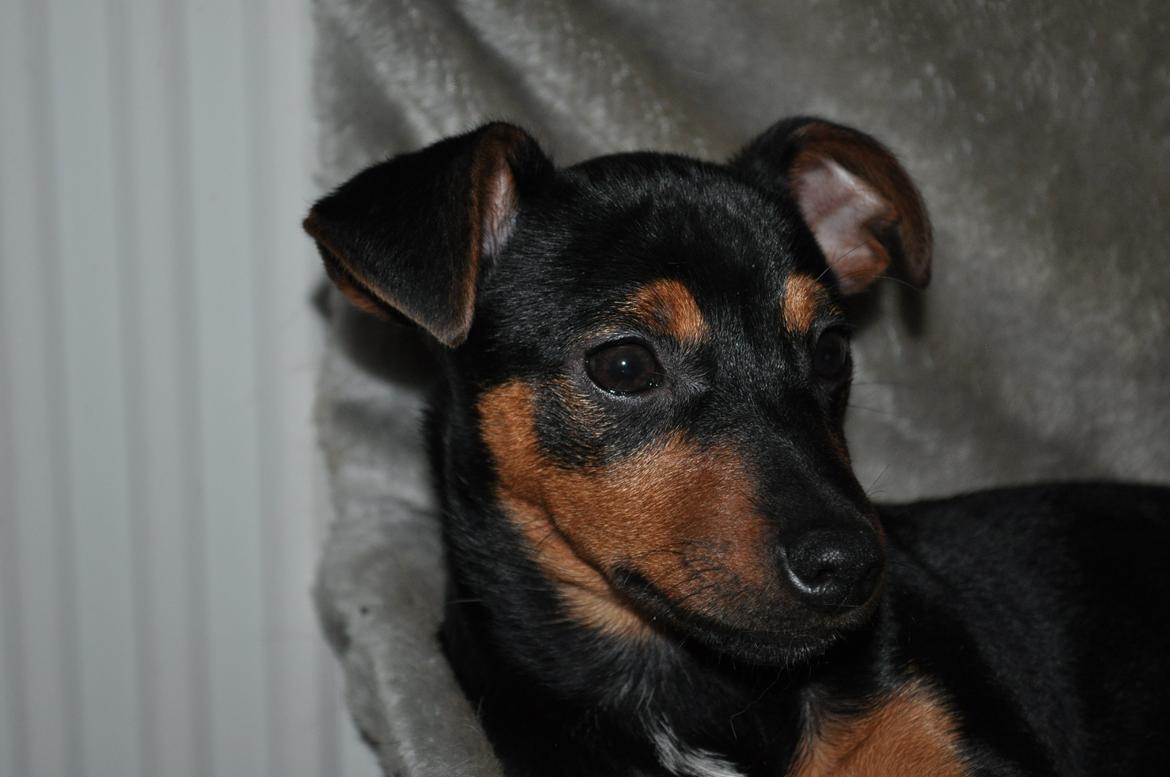 Blanding af racer Lille My<3 billede 14