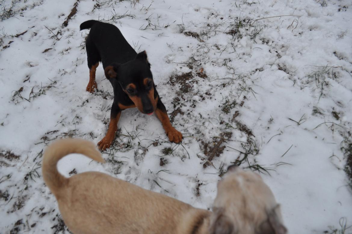 Blanding af racer Lille My<3 billede 15