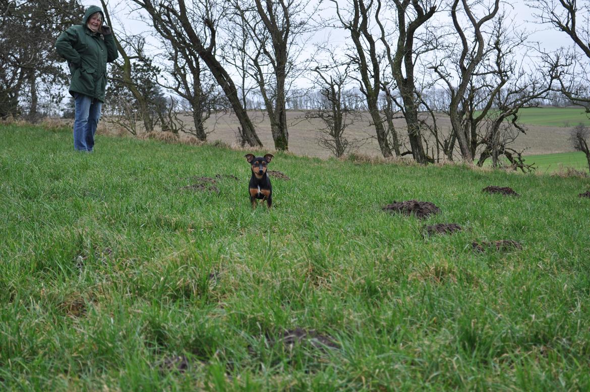 Blanding af racer Lille My<3 billede 18