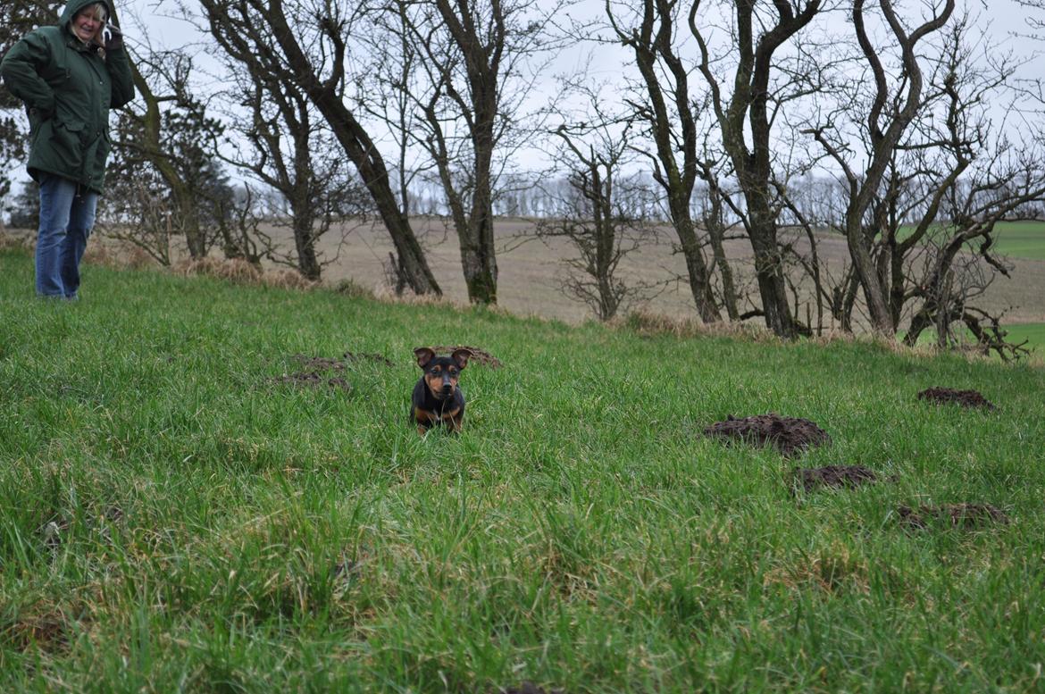 Blanding af racer Lille My<3 billede 16