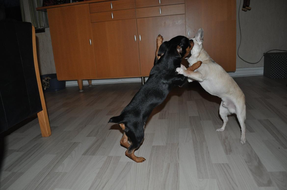 Blanding af racer Lille My<3 billede 17