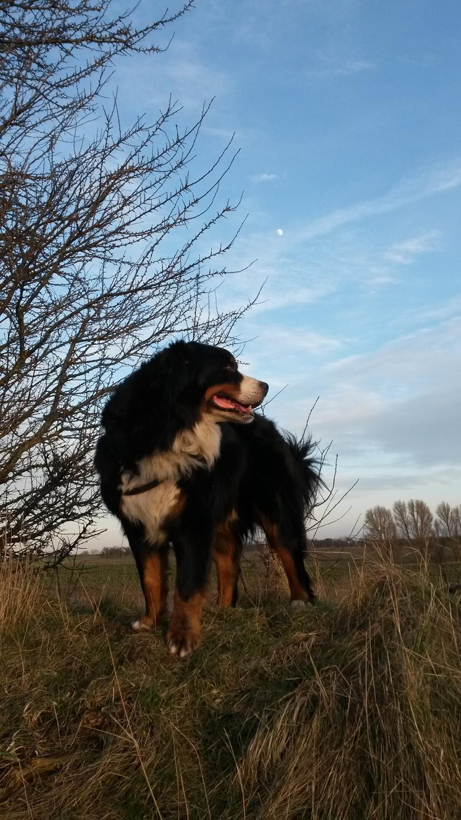 Berner sennenhund Viktor ~Himmelhund~ R.I.P billede 10