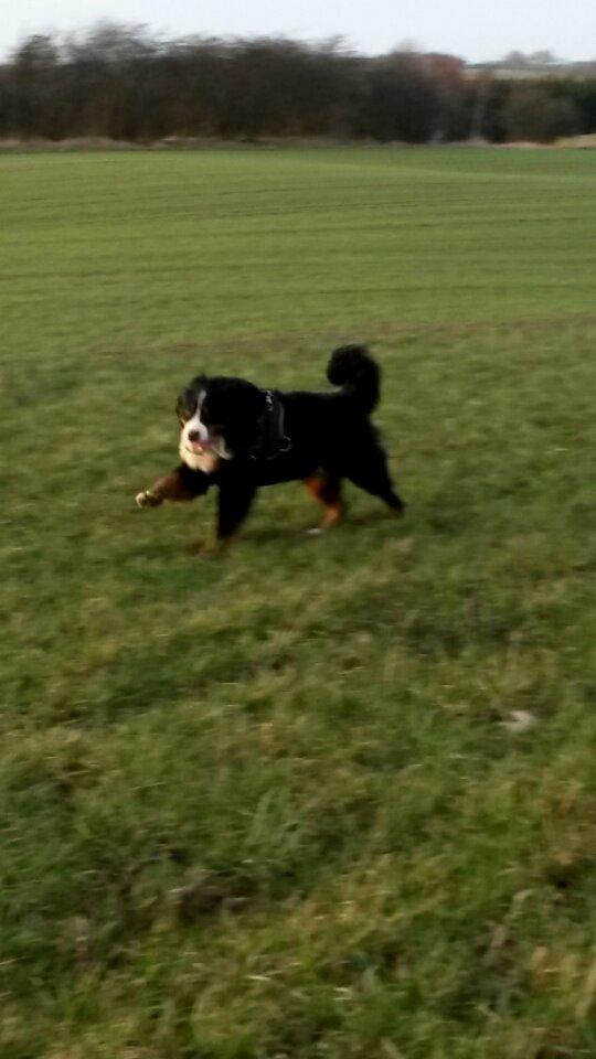 Berner sennenhund Viktor ~Himmelhund~ R.I.P billede 11