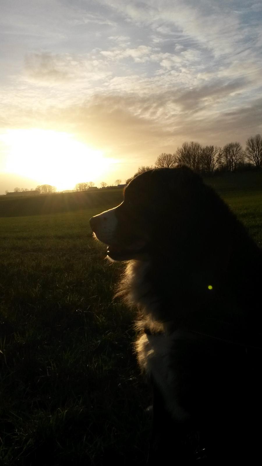 Berner sennenhund Viktor ~Himmelhund~ R.I.P billede 12