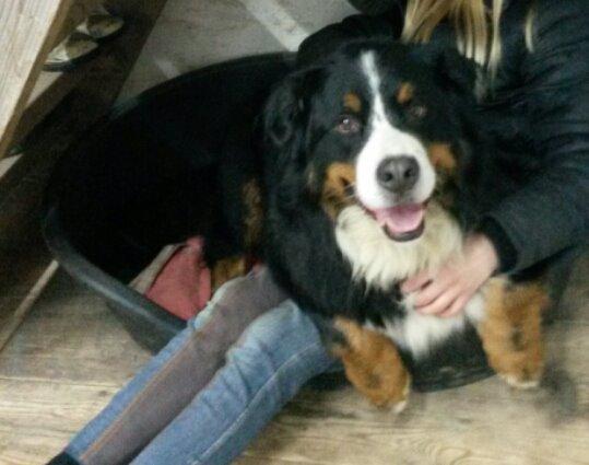 Berner sennenhund Viktor ~Himmelhund~ R.I.P billede 13