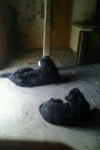 Berner sennenhund Viktor ~Himmelhund~ R.I.P billede 14