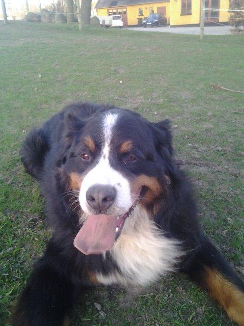 Berner sennenhund Viktor ~Himmelhund~ R.I.P billede 15