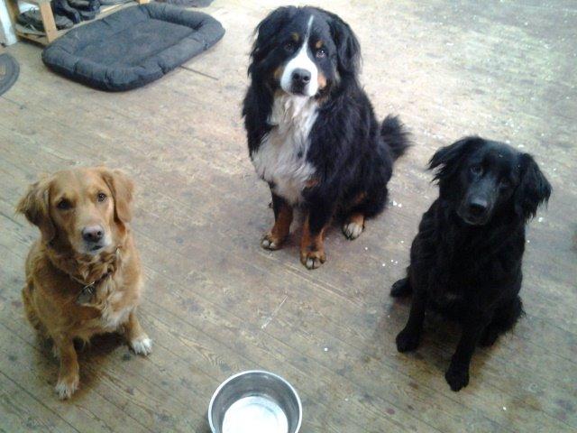 Berner sennenhund Viktor ~Himmelhund~ R.I.P billede 16