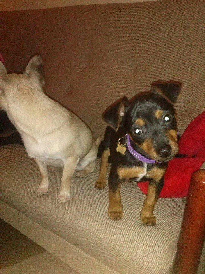 Blanding af racer Lille My<3 billede 19