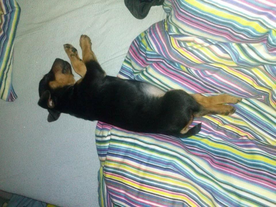 Blanding af racer Lille My<3 billede 20