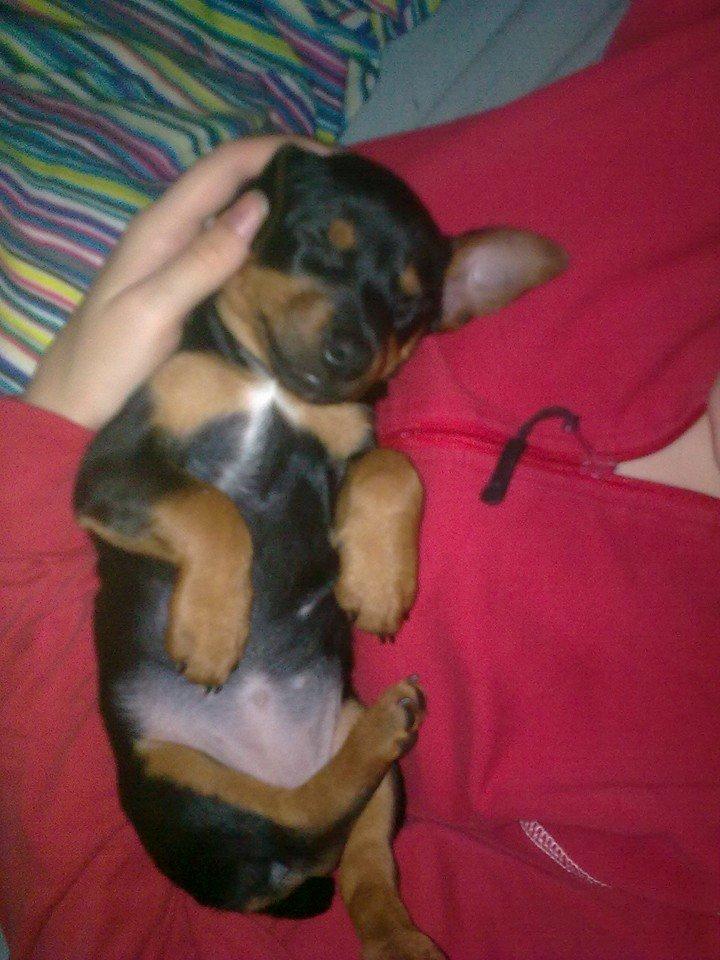 Blanding af racer Lille My<3 billede 21