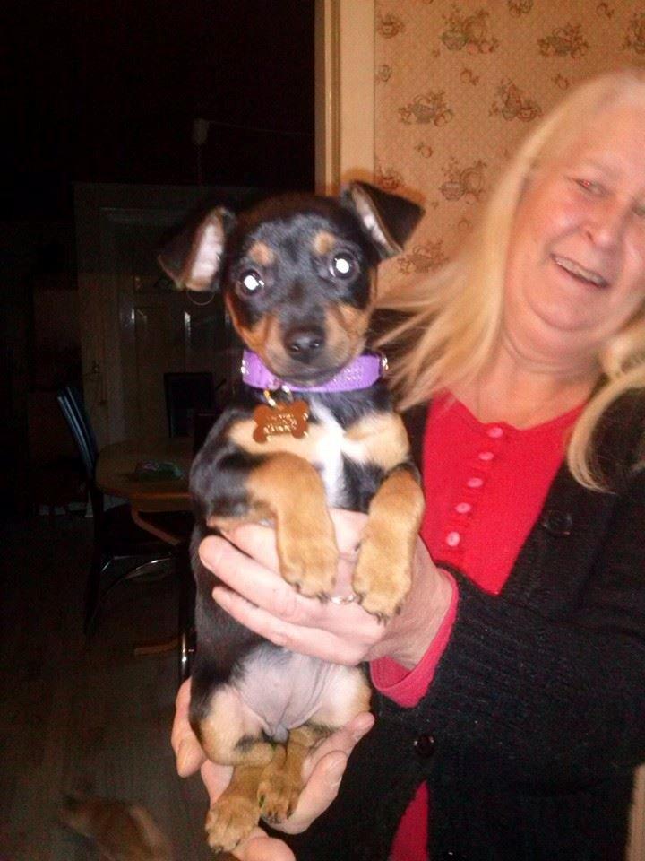 Blanding af racer Lille My<3 billede 22