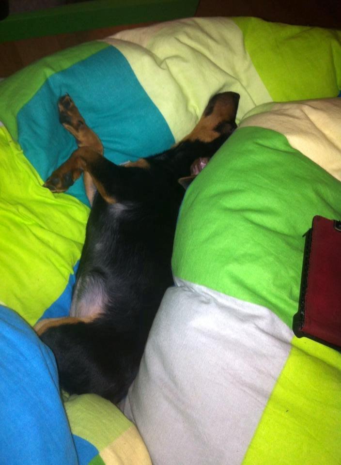 Blanding af racer Lille My<3 billede 23