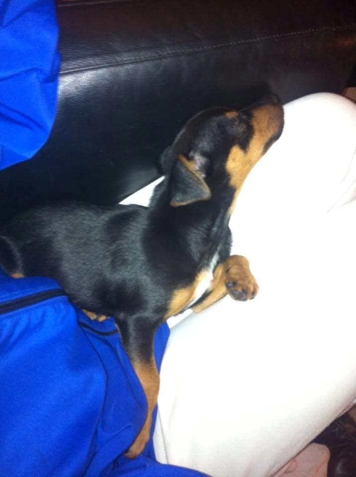 Blanding af racer Lille My<3 billede 24