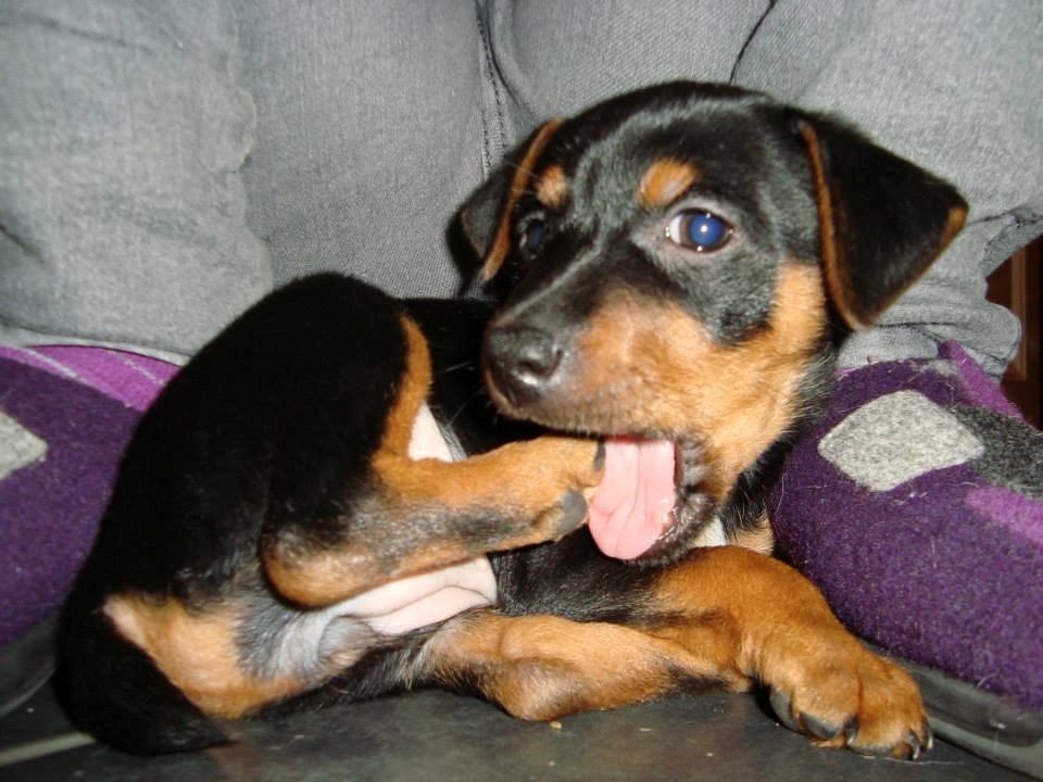 Blanding af racer Lille My<3 billede 26