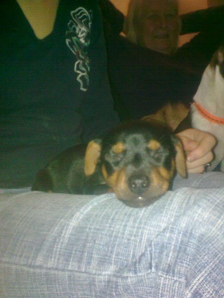 Blanding af racer Lille My<3 billede 25