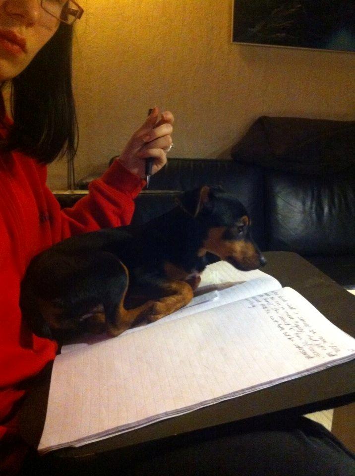 Blanding af racer Lille My<3 billede 27