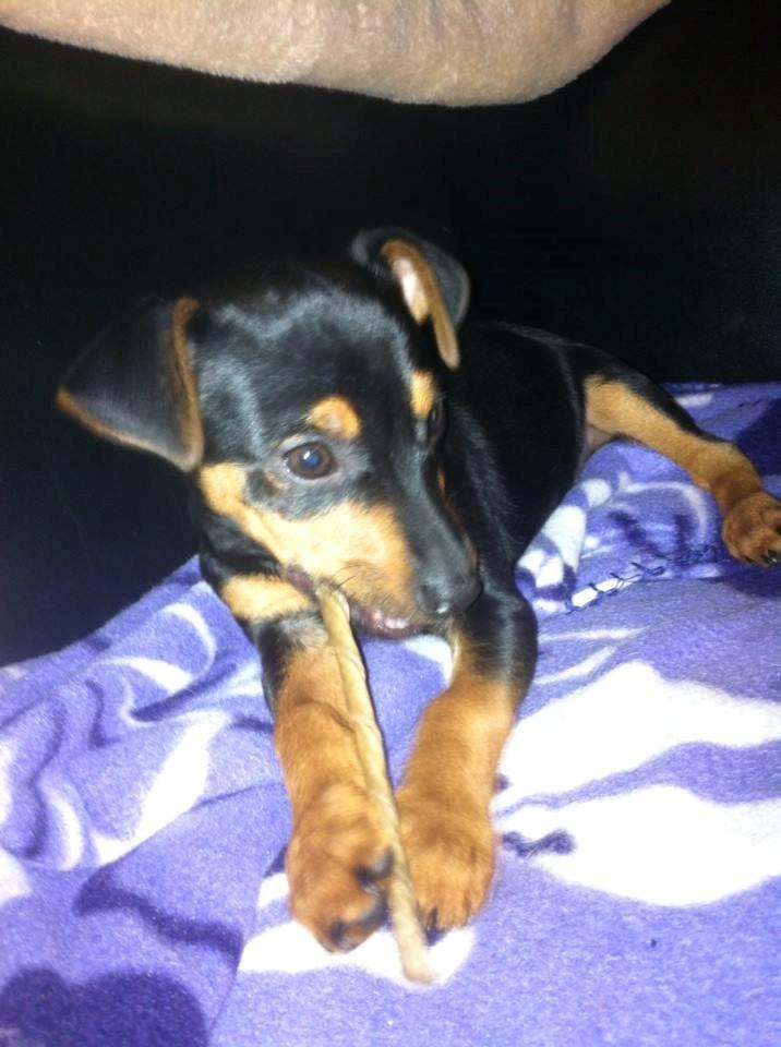 Blanding af racer Lille My<3 billede 28