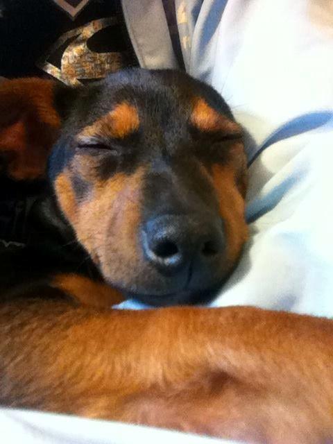 Blanding af racer Lille My<3 billede 30