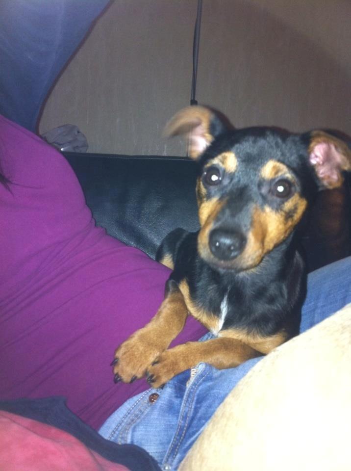 Blanding af racer Lille My<3 billede 31