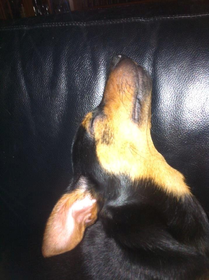 Blanding af racer Lille My<3 billede 32