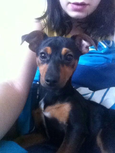 Blanding af racer Lille My<3 billede 33