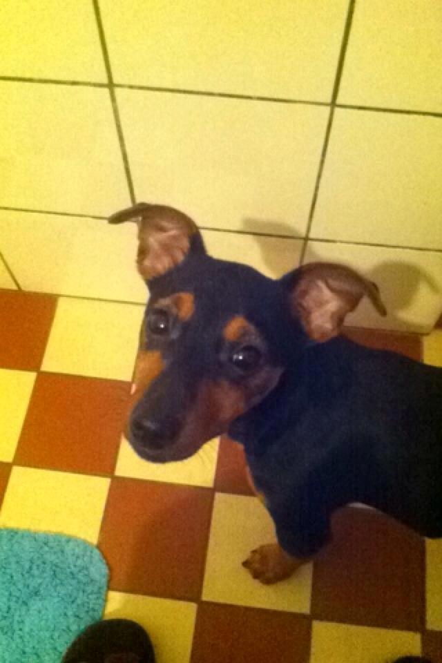 Blanding af racer Lille My<3 billede 34