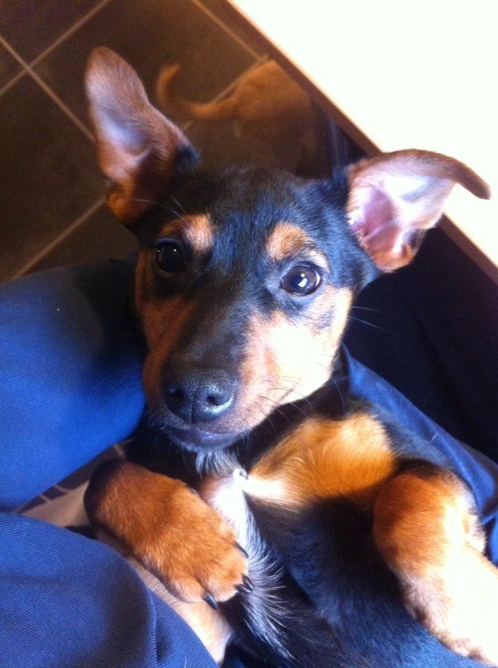 Blanding af racer Lille My<3 billede 35