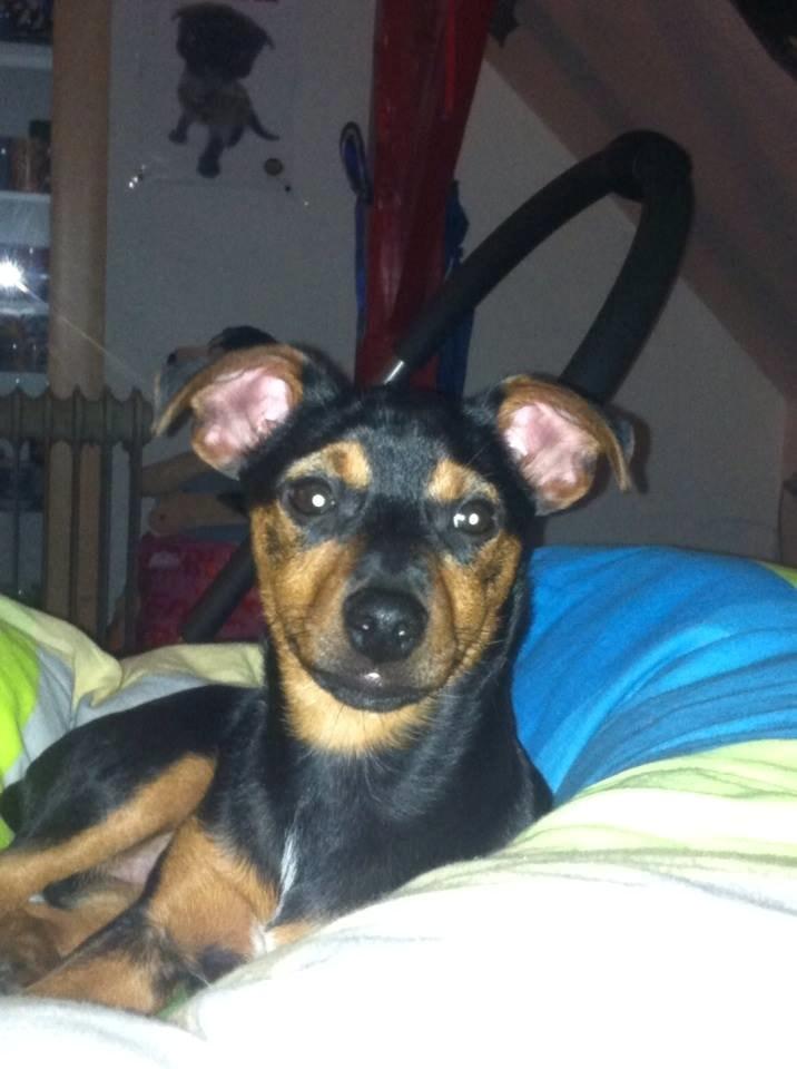 Blanding af racer Lille My<3 billede 36