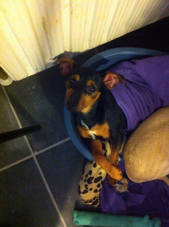 Blanding af racer Lille My<3 billede 37