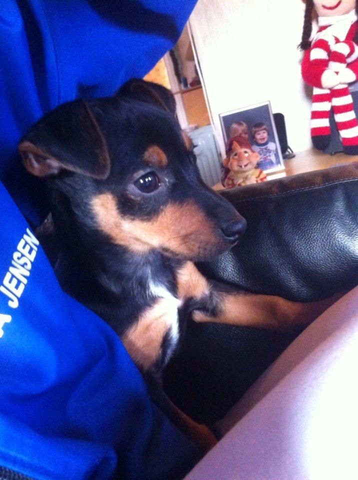 Blanding af racer Lille My<3 billede 39