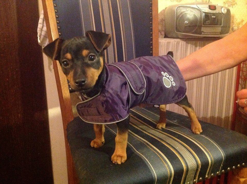 Blanding af racer Lille My<3 billede 40