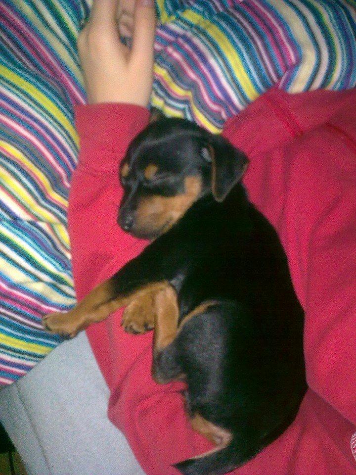 Blanding af racer Lille My<3 billede 45