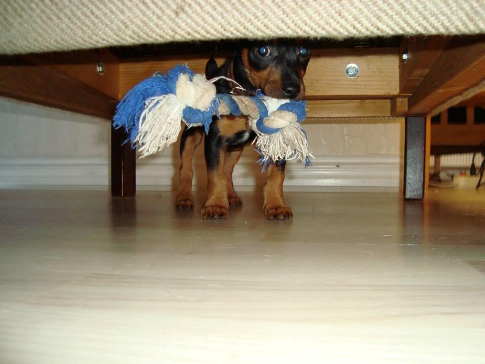 Blanding af racer Lille My<3 billede 46