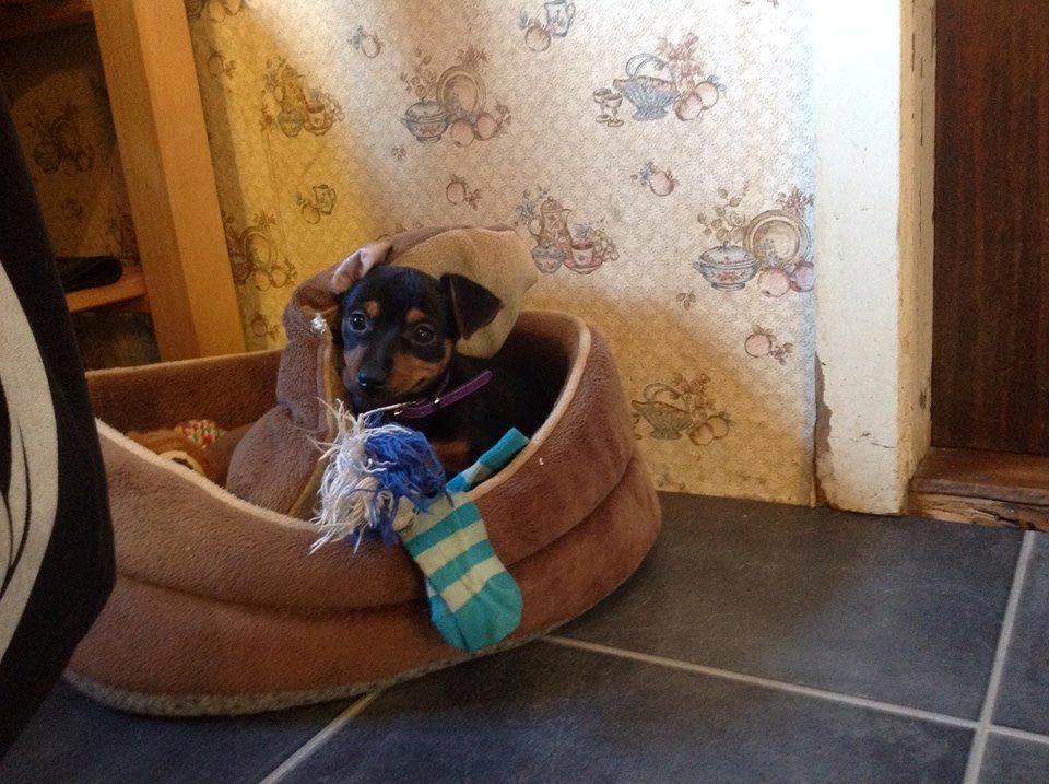 Blanding af racer Lille My<3 billede 43