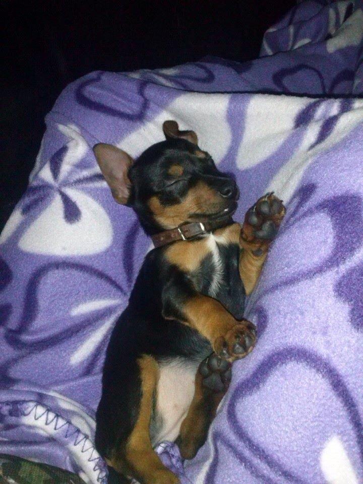 Blanding af racer Lille My<3 billede 50