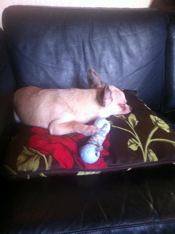 Chihuahua Kessler billede 22