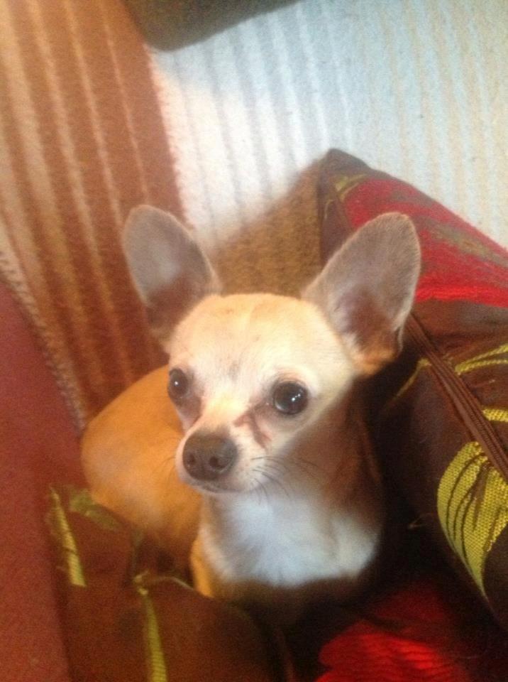 Chihuahua Kessler billede 21