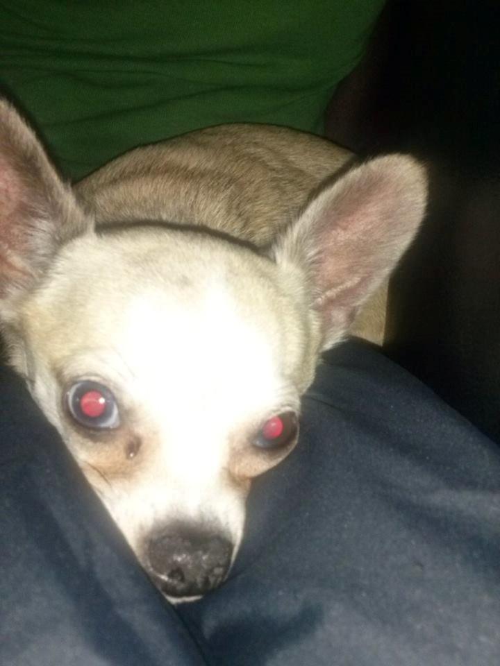 Chihuahua Kessler billede 23