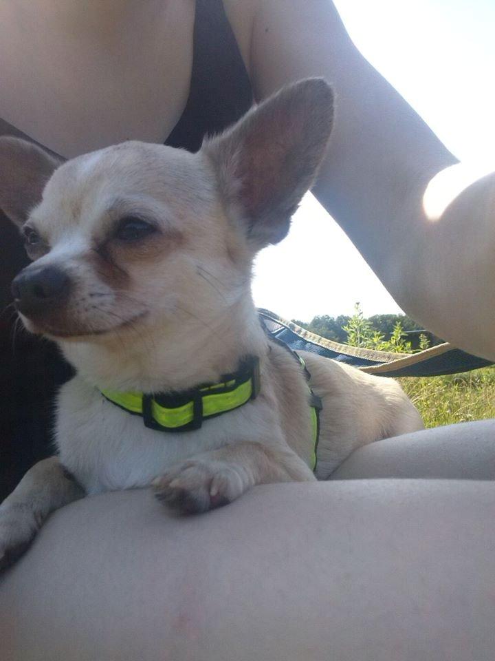Chihuahua Kessler billede 26