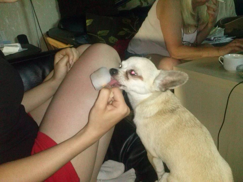 Chihuahua Kessler billede 27
