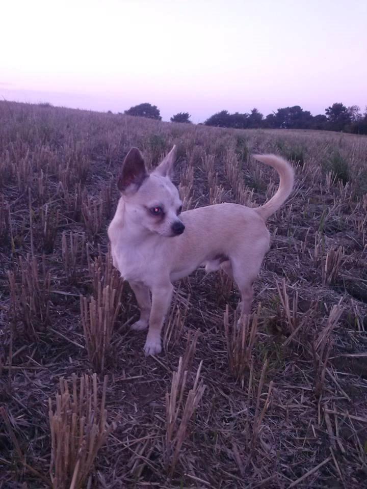 Chihuahua Kessler billede 29