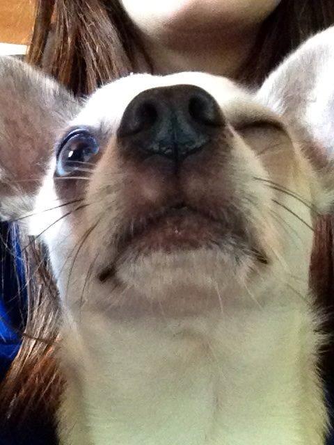 Chihuahua Kessler billede 31