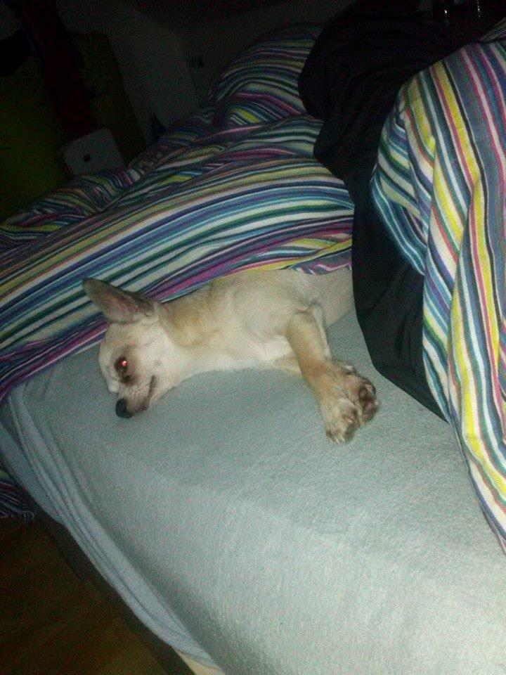 Chihuahua Kessler billede 33