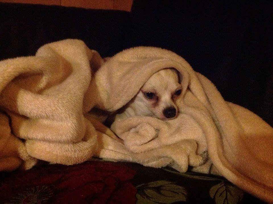 Chihuahua Kessler billede 34